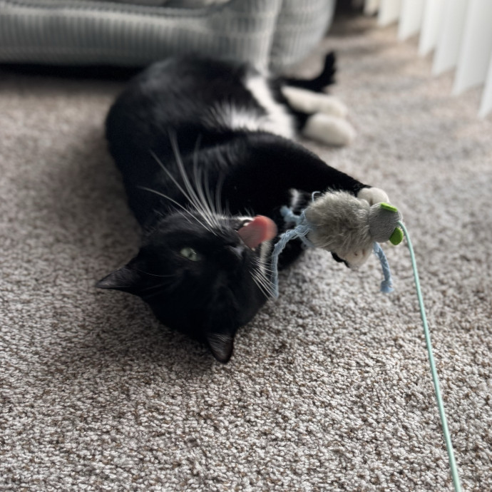 Your Cat's Next Favorite Human
