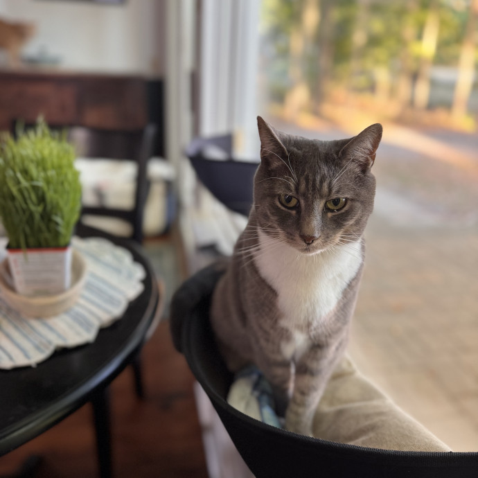 Your Cat's Next Favorite Human