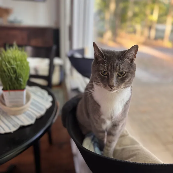 Your Cat's Next Favorite Human