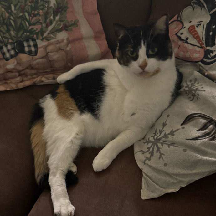 Your Cat's Next Favorite Human