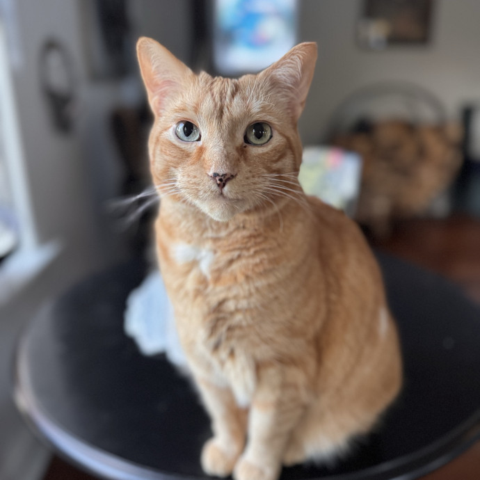 Your Cat's Next Favorite Human