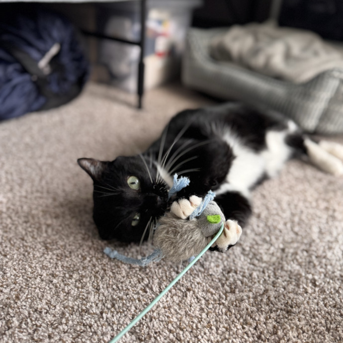 Your Cat's Next Favorite Human
