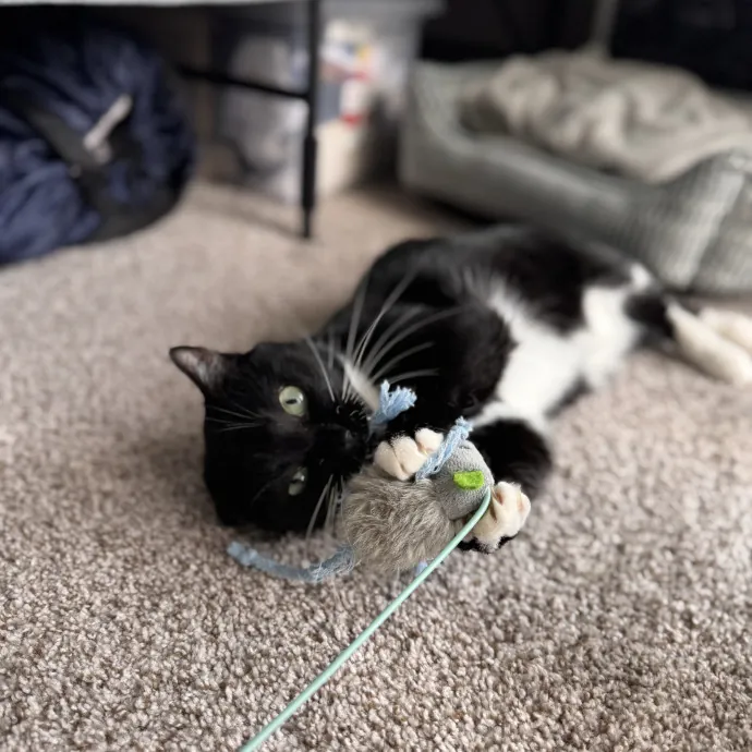 Your Cat's Next Favorite Human