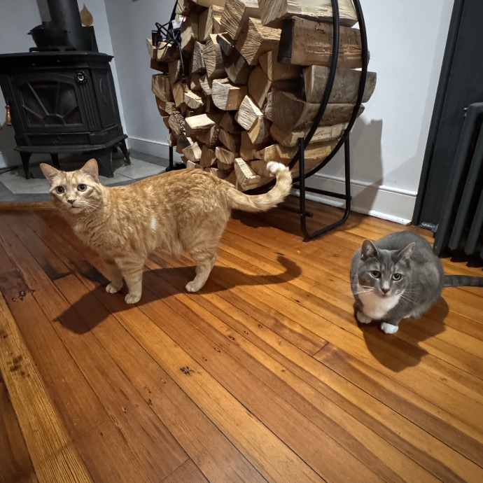 Your Cat's Next Favorite Human