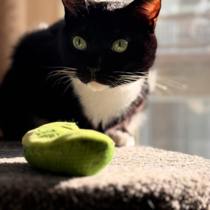 Your Cat's Next Favorite Human