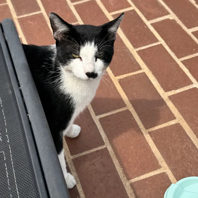 Your Cat's Next Favorite Human