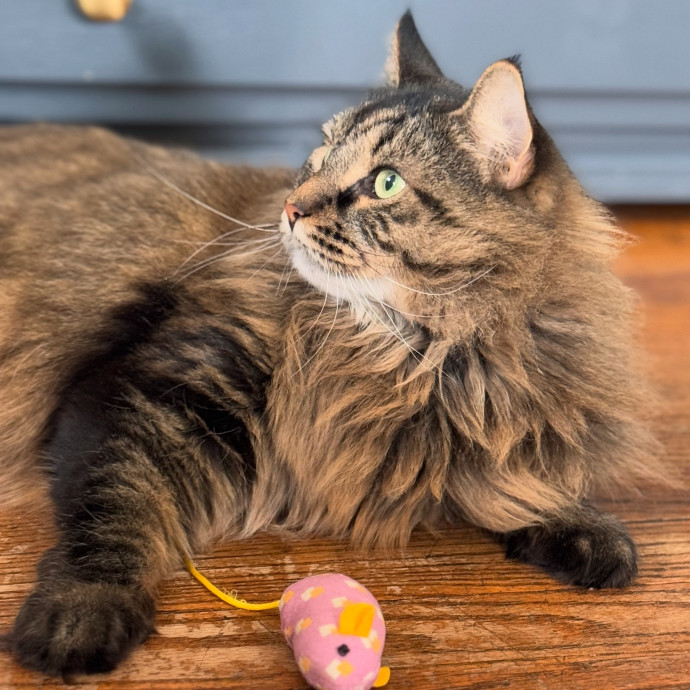Your Cat's Next Favorite Human