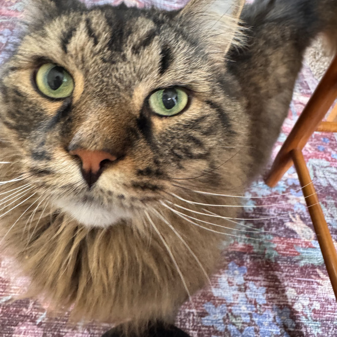 Your Cat's Next Favorite Human