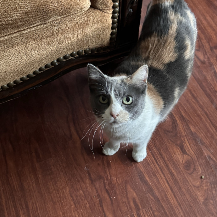 Your Cat's Next Favorite Human