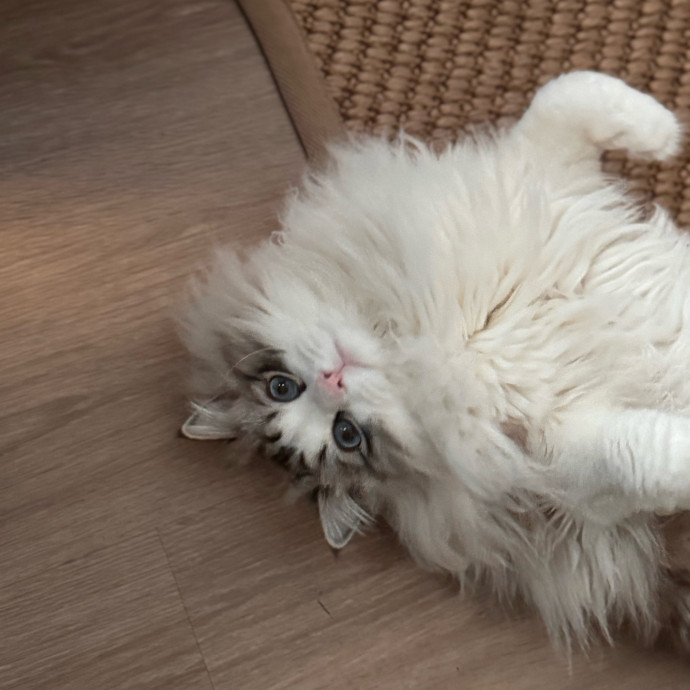 Your Cat's Next Favorite Human