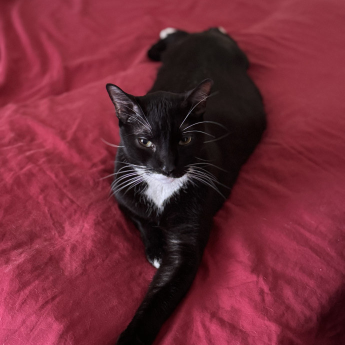 Your Cat's Next Favorite Human