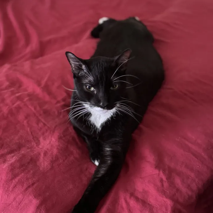 Your Cat's Next Favorite Human