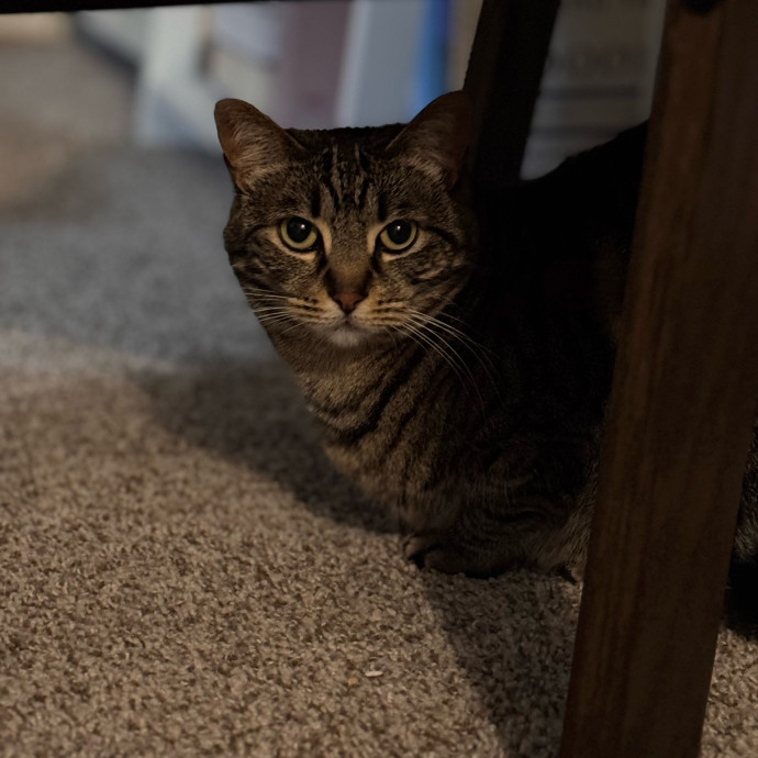 Your Cat's Next Favorite Human
