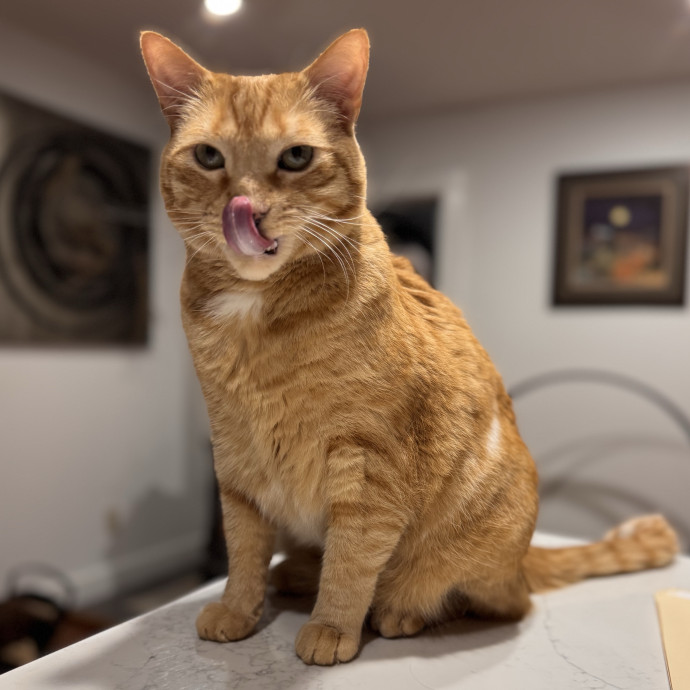 Your Cat's Next Favorite Human