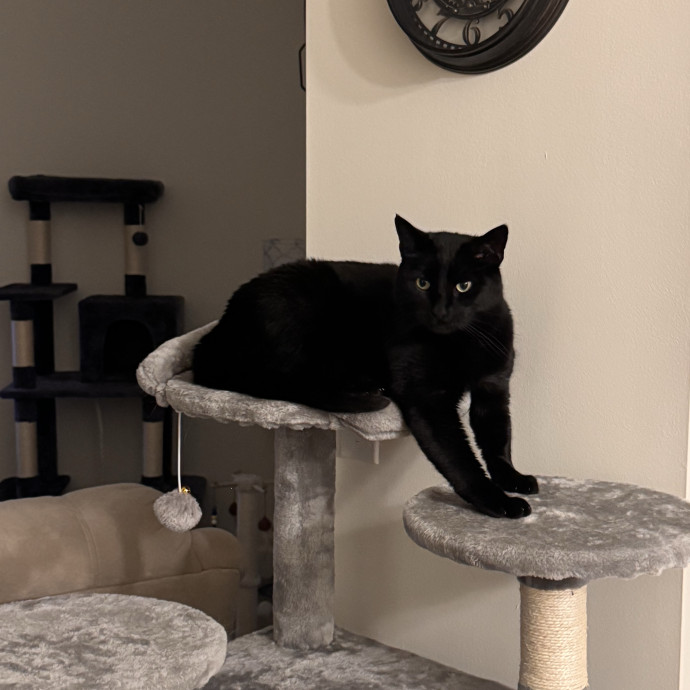 Your Cat's Next Favorite Human