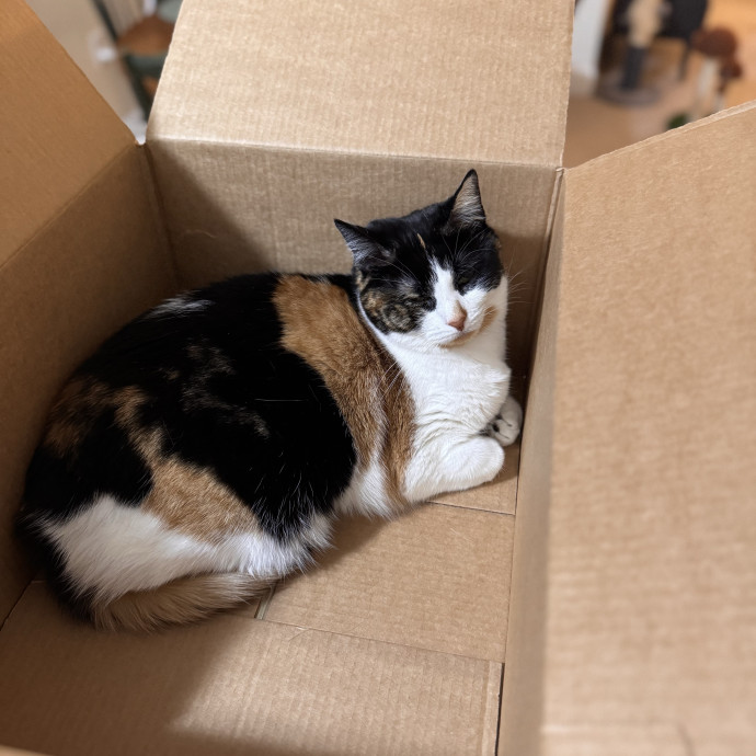 Your Cat's Next Favorite Human