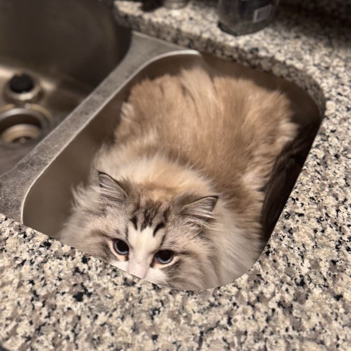Your Cat's Next Favorite Human
