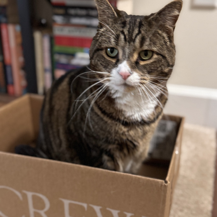 Your Cat's Next Favorite Human