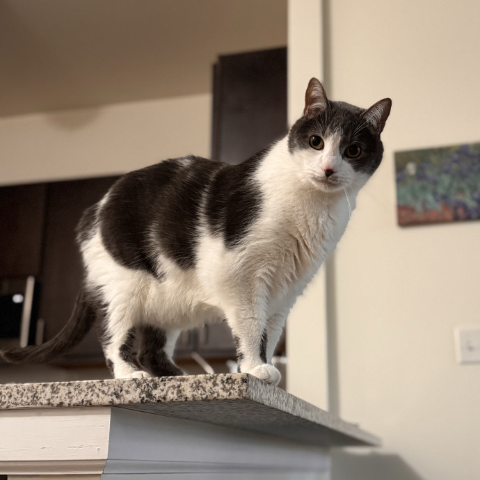 Your Cat's Next Favorite Human