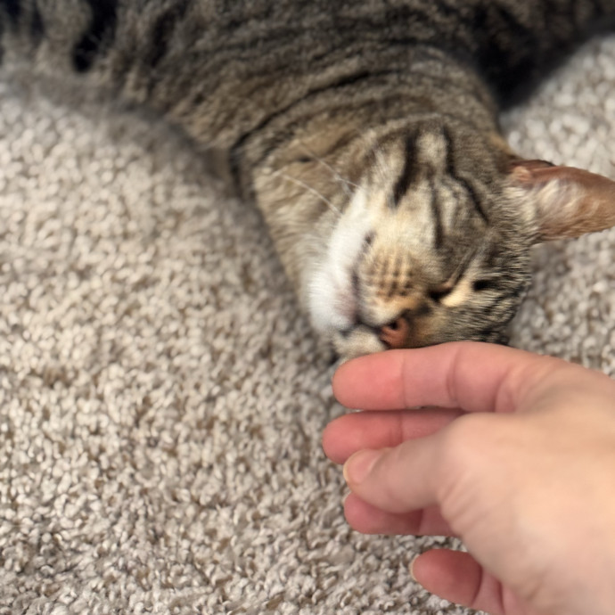 Your Cat's Next Favorite Human
