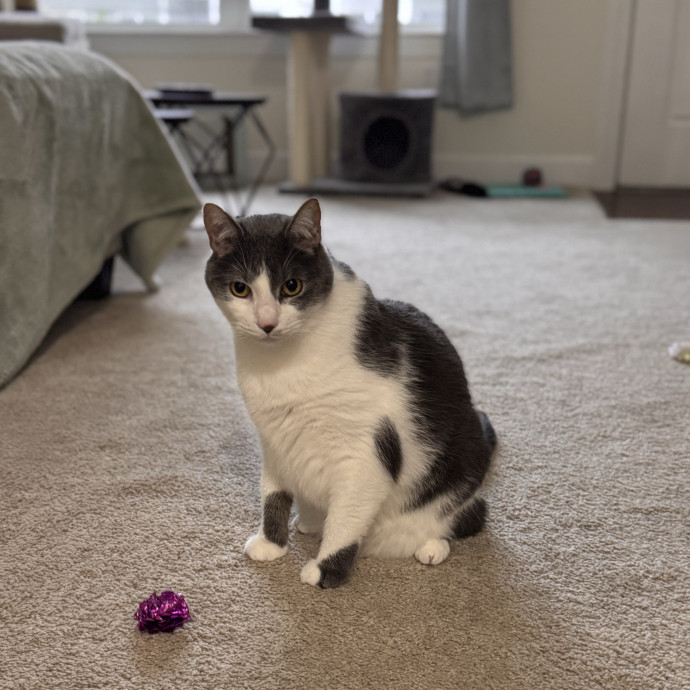 Your Cat's Next Favorite Human