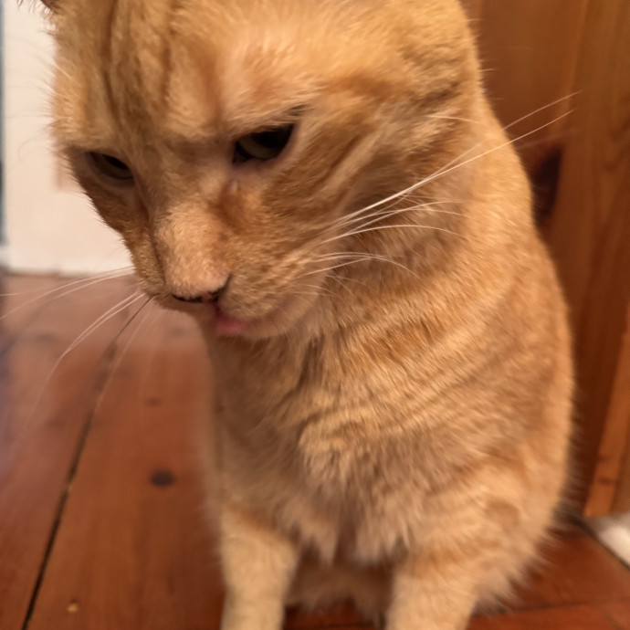 Your Cat's Next Favorite Human