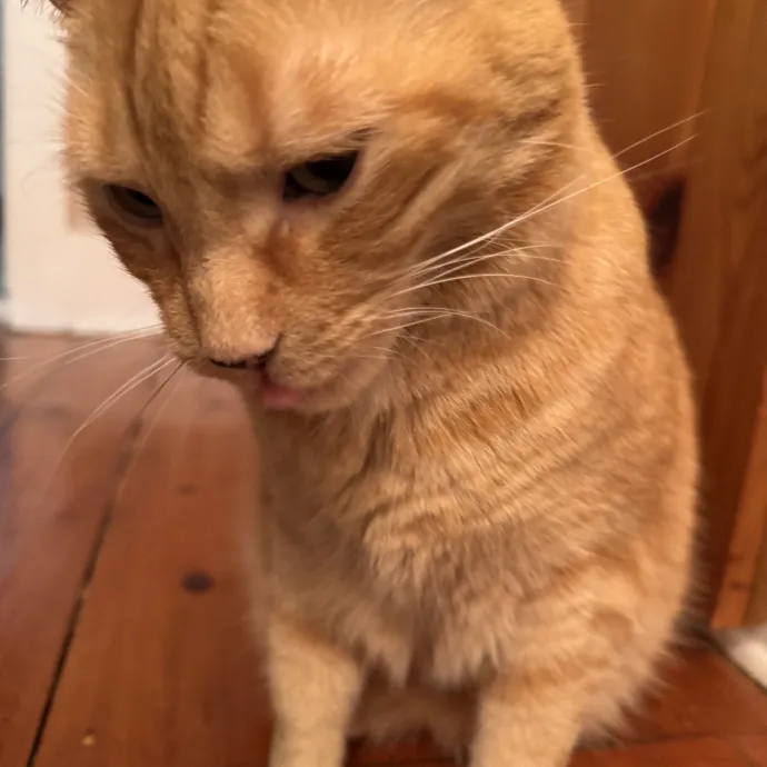 Your Cat's Next Favorite Human