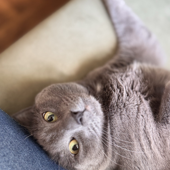 Your Cat's Next Favorite Human