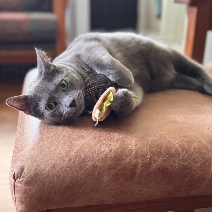 Your Cat's Next Favorite Human