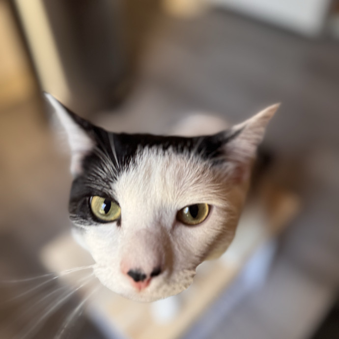 Your Cat's Next Favorite Human