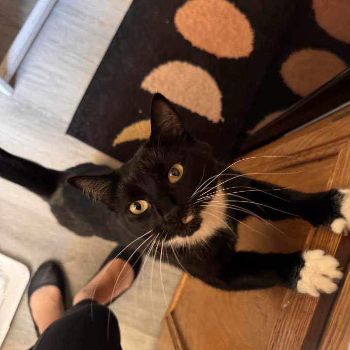 Your Cat's Next Favorite Human