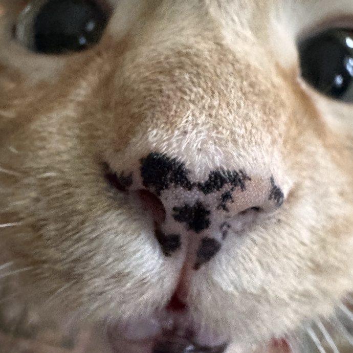 Your Cat's Next Favorite Human