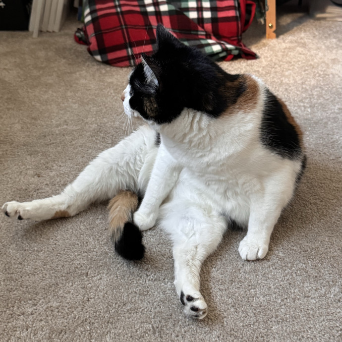 Your Cat's Next Favorite Human