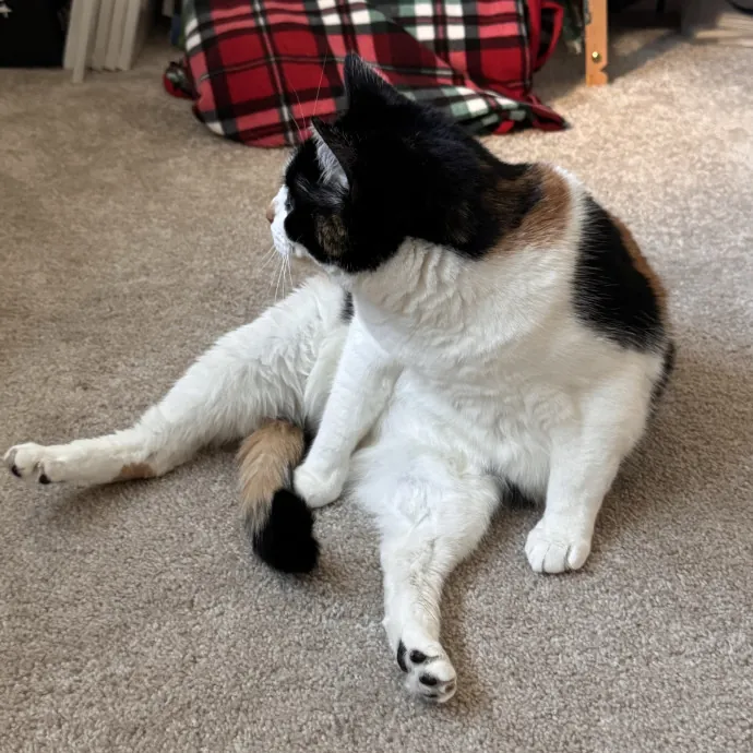 Your Cat's Next Favorite Human