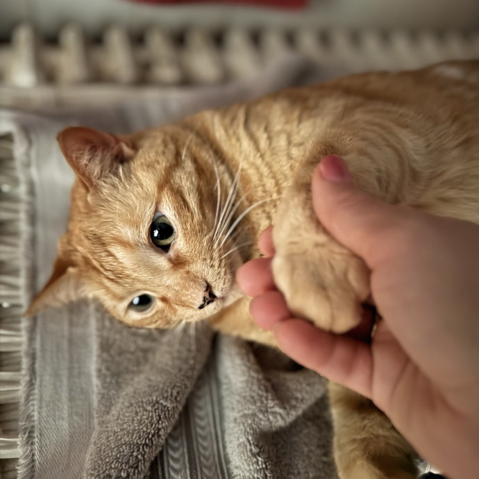 Your Cat's Next Favorite Human photo 2
