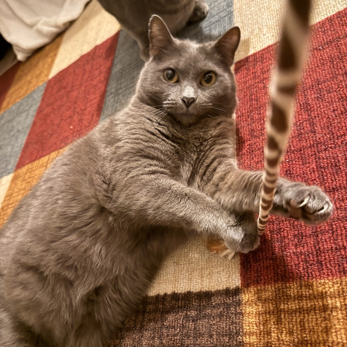 Devoted Cat Lover photo 2