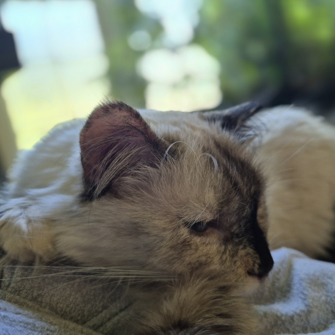 Cat Fan