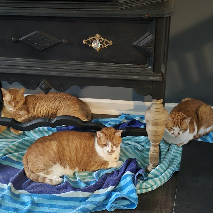 Cat Fan photo 3