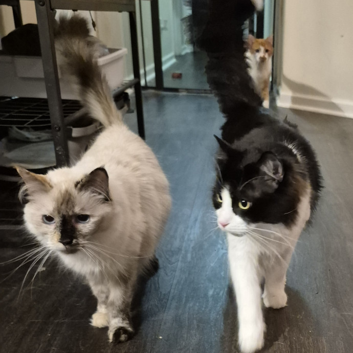 Cat Fan photo 2