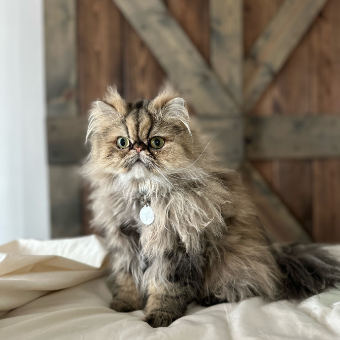 Fur Baby Focused Remote And Reliable