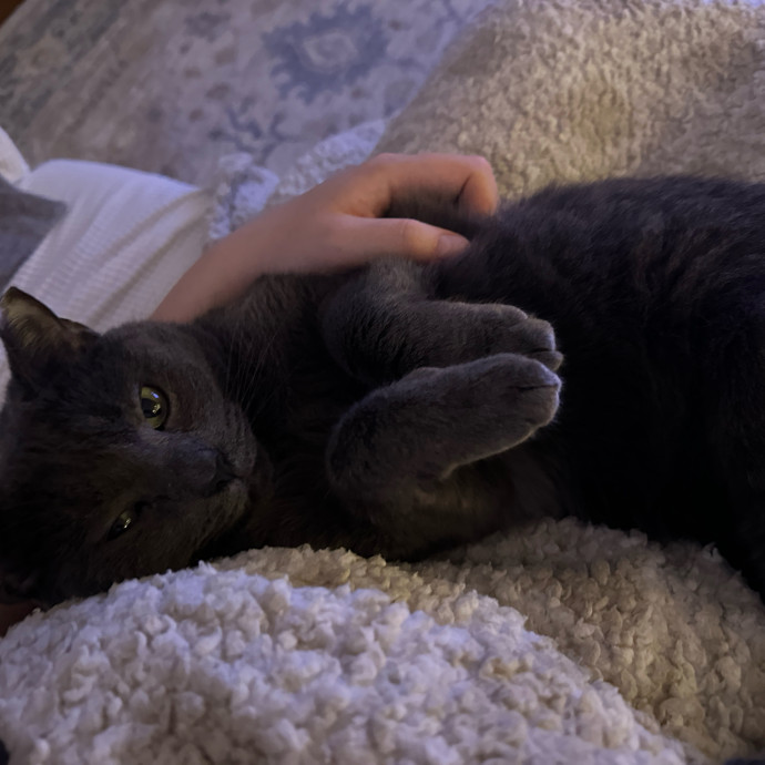 Fur Baby Focused Remote And Reliable