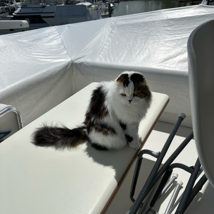 Fur Baby Focused Remote And Reliable photo 2