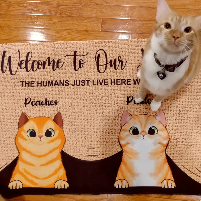 Feline Friendly Vet Tech