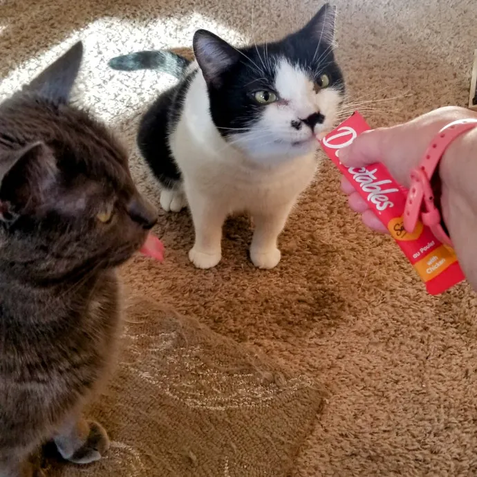 Feline Friendly Vet Tech