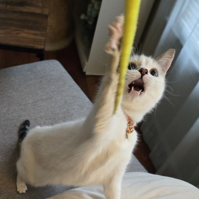 Feline Friendly Vet Tech