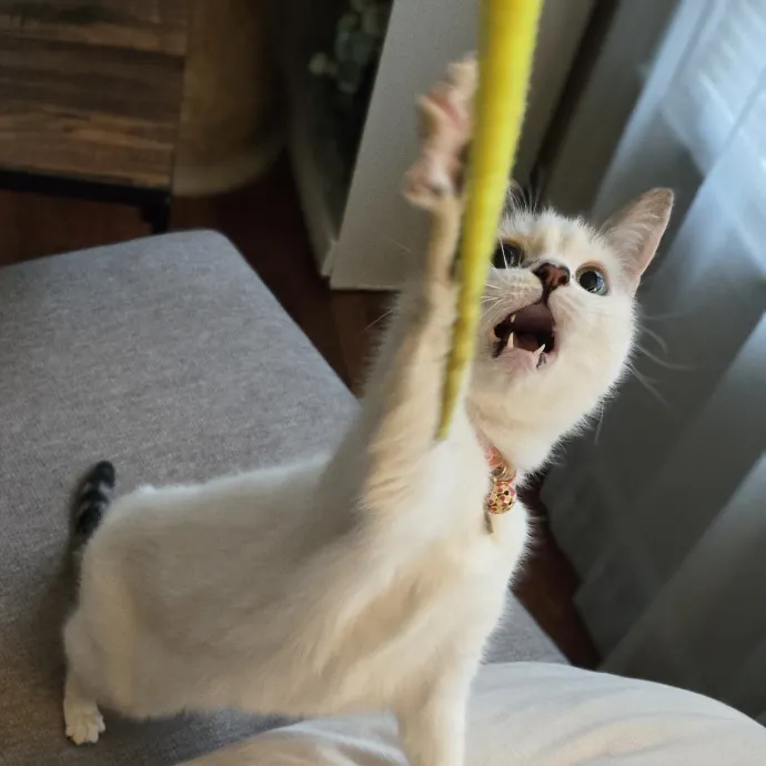 Feline Friendly Vet Tech