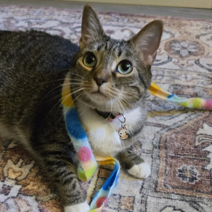 Feline Friendly Vet Tech