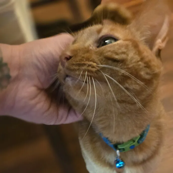 Feline Friendly Vet Tech