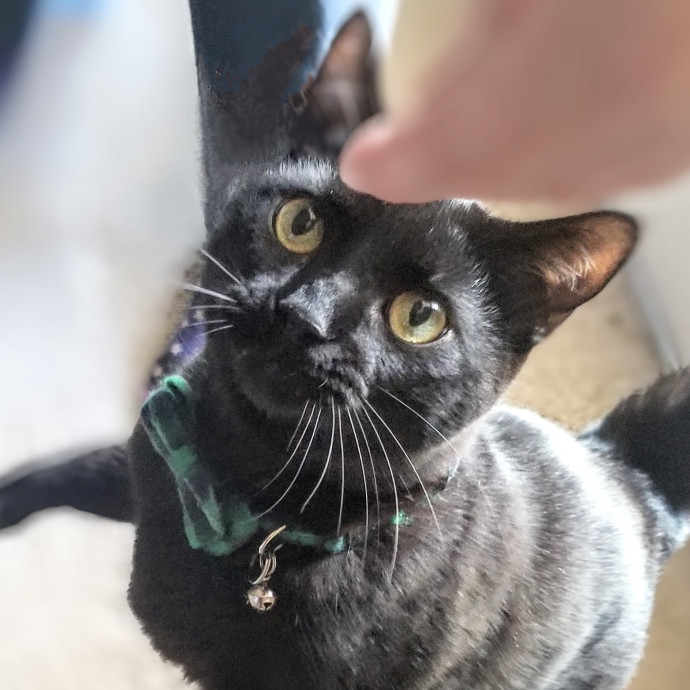 Feline Friendly Vet Tech