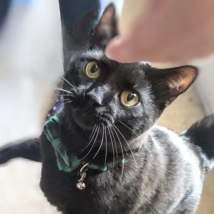 Feline Friendly Vet Tech